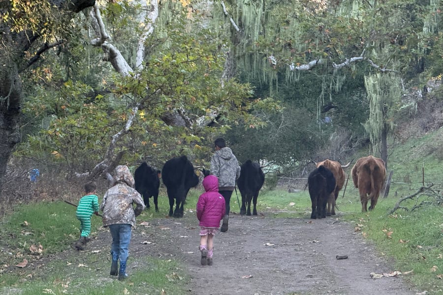 Rancher working cattle at branding time