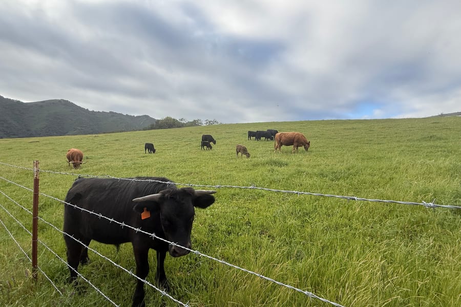 Zimmerman Ranch cattle herd grazing on green pasture