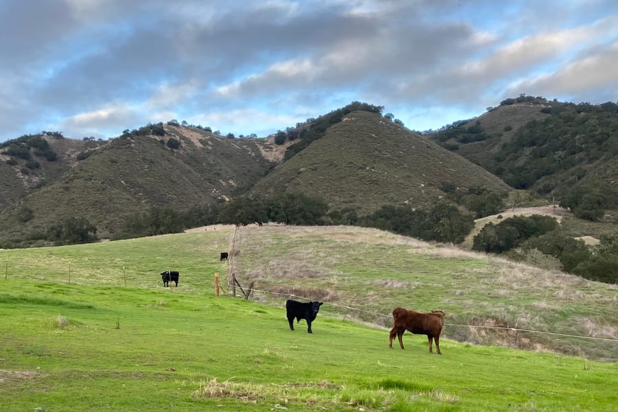 Horses grazing on ranch pasture