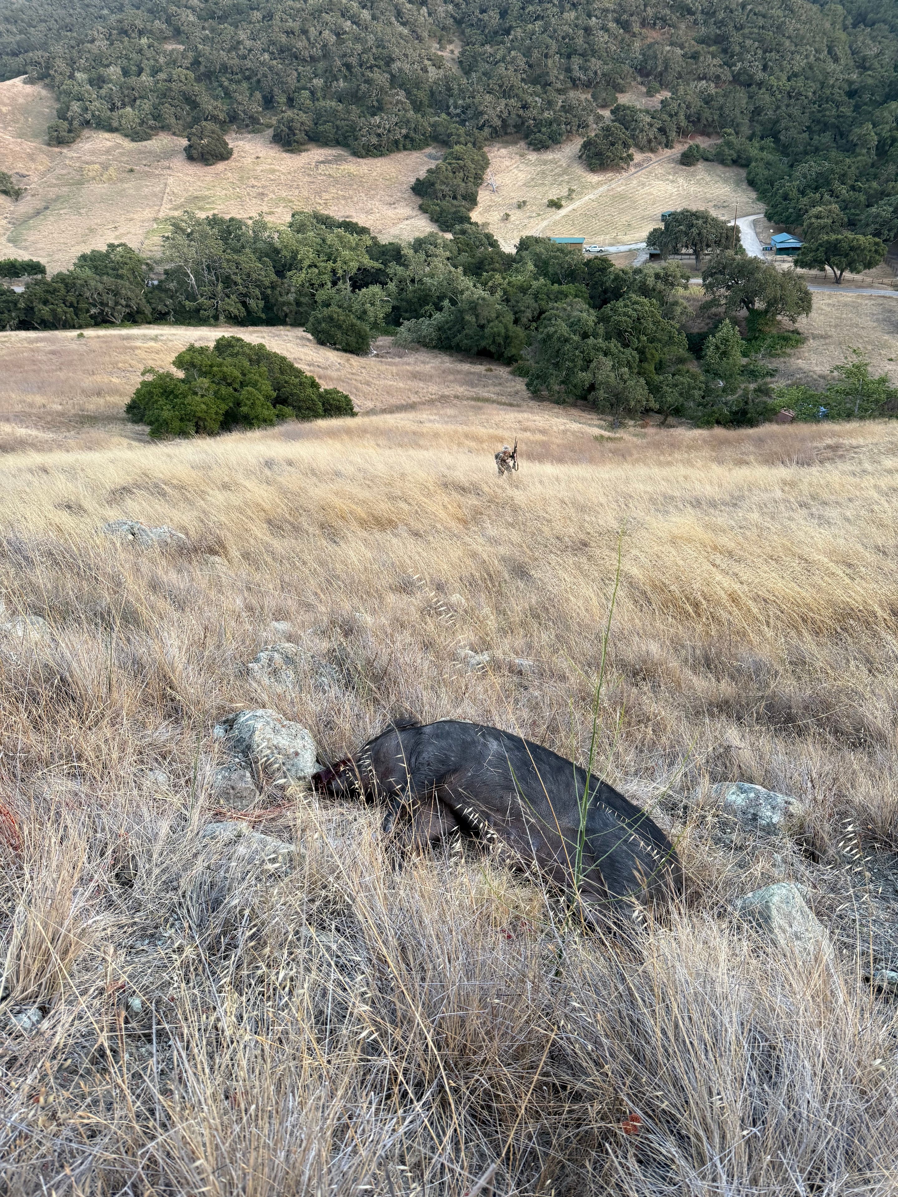 Wild hog hunt on the ranch