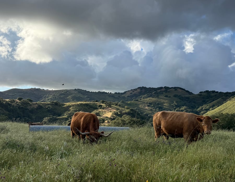 Registered Angus Cattle