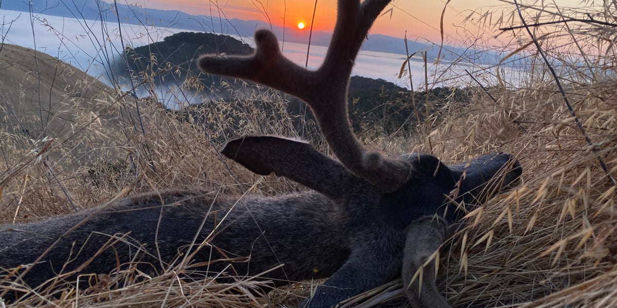Zimmerman Ranch hunting terrain — golden autumn hills and open range