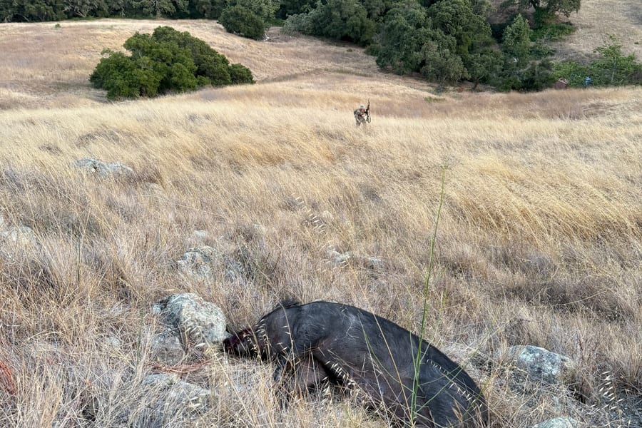 Wild Hogs