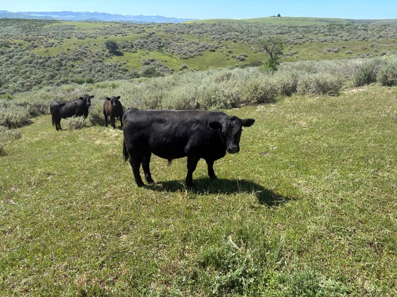 Angus Bulls
