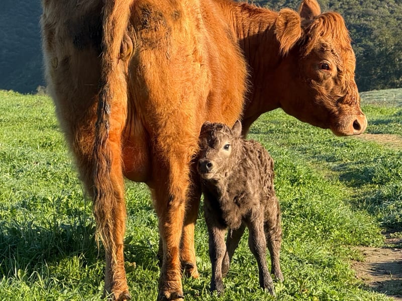 Bred Cows & Pairs